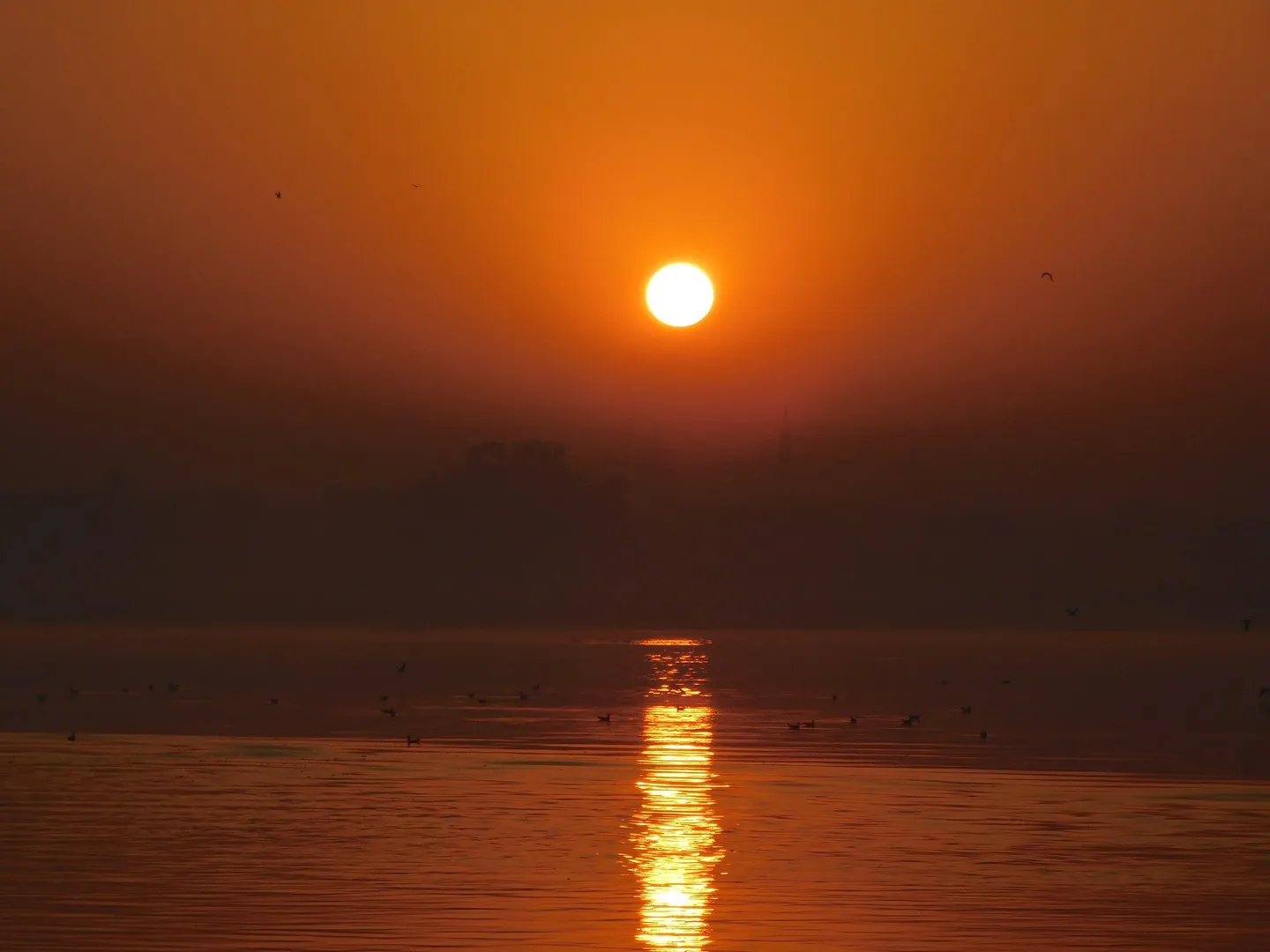 Ducks Floating in Ganga under Golden Sunshine