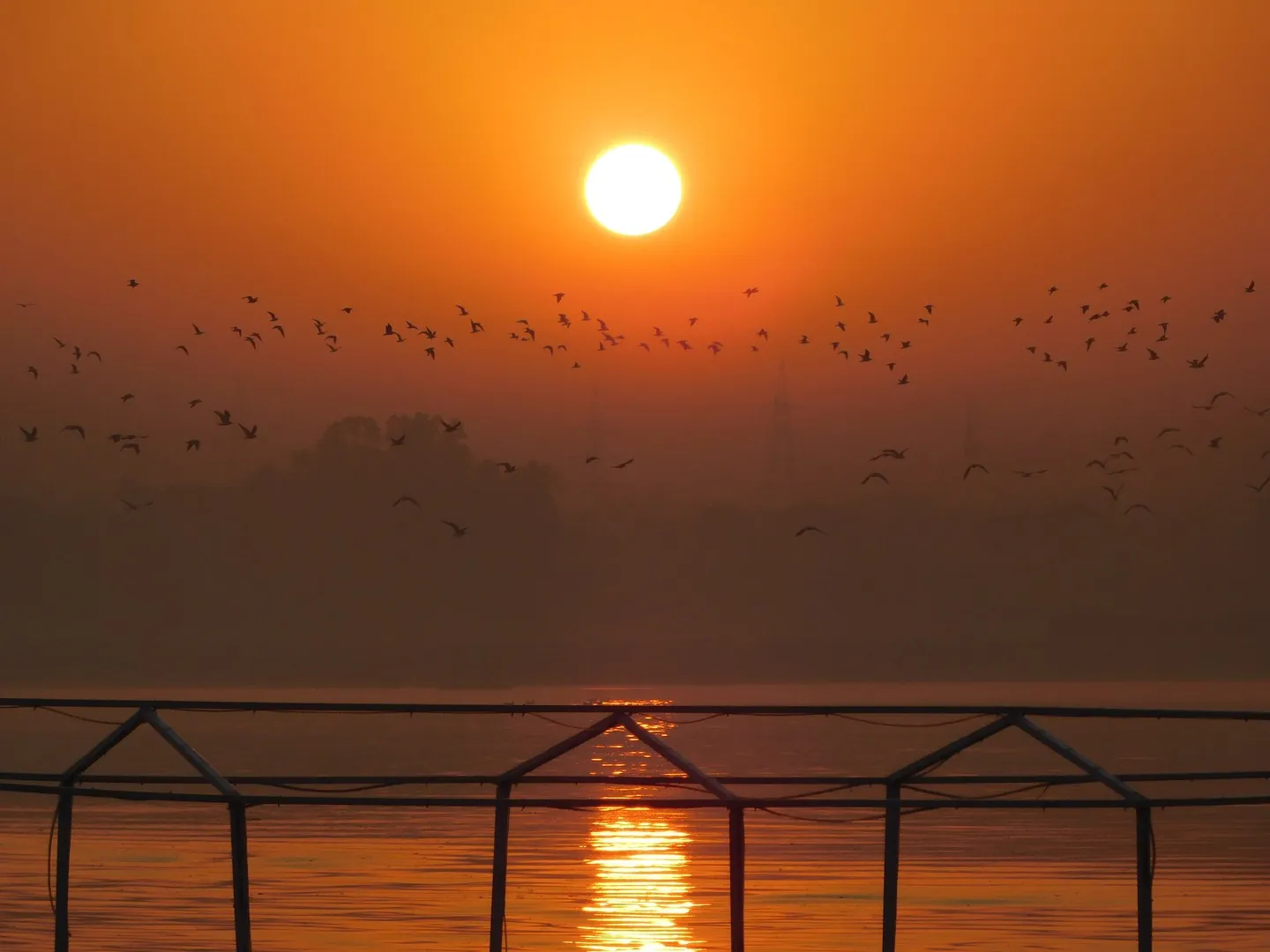 Birds Flying over the Ganga in Early Morning