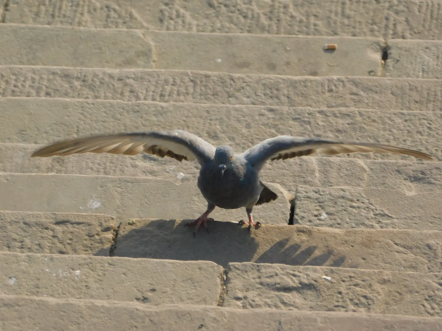 Flying Kabotar from the stairs at ghat