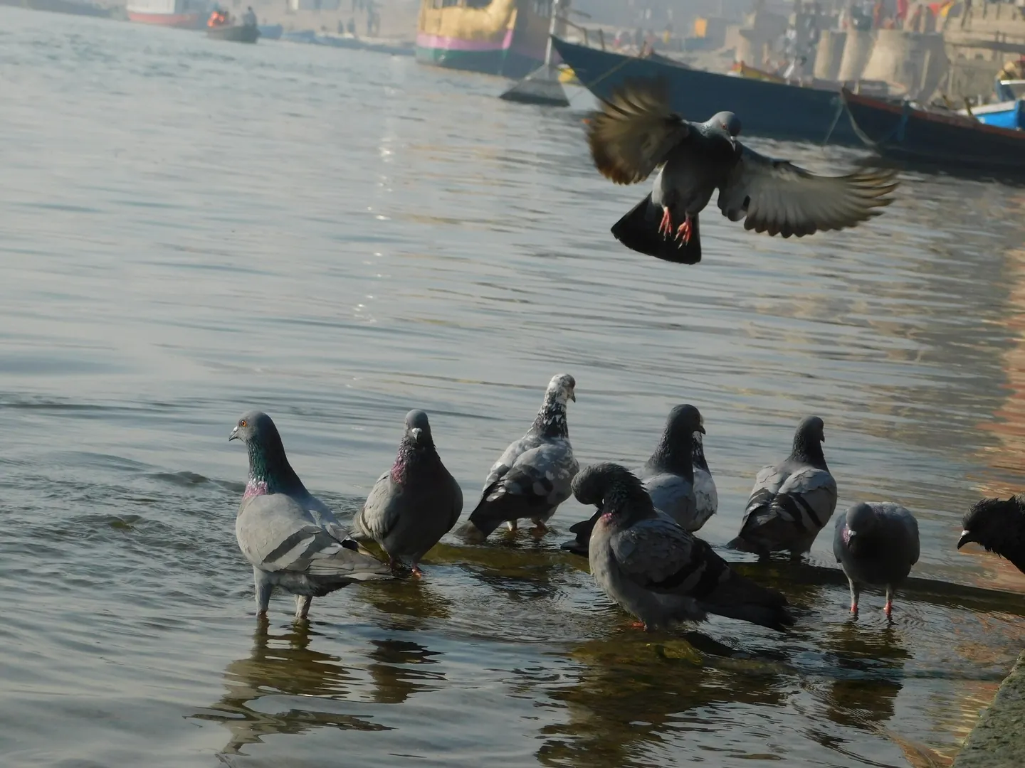 Ganga and the hustling Pigeons in water