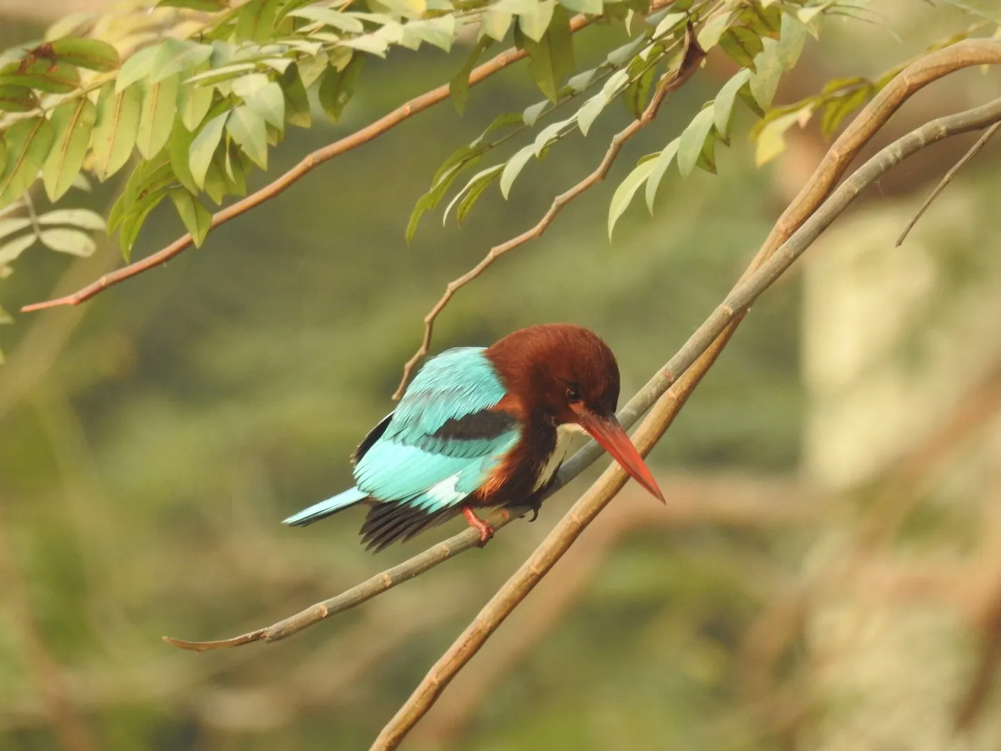 Rainbow bird on a branch