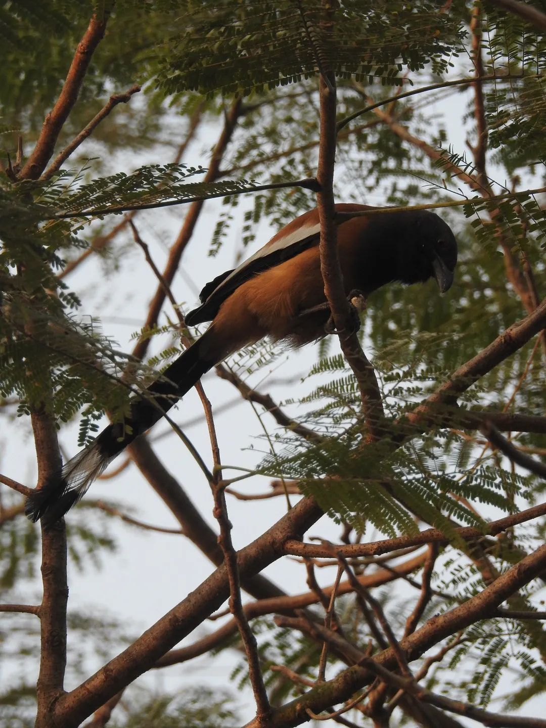Bird gliding through the air