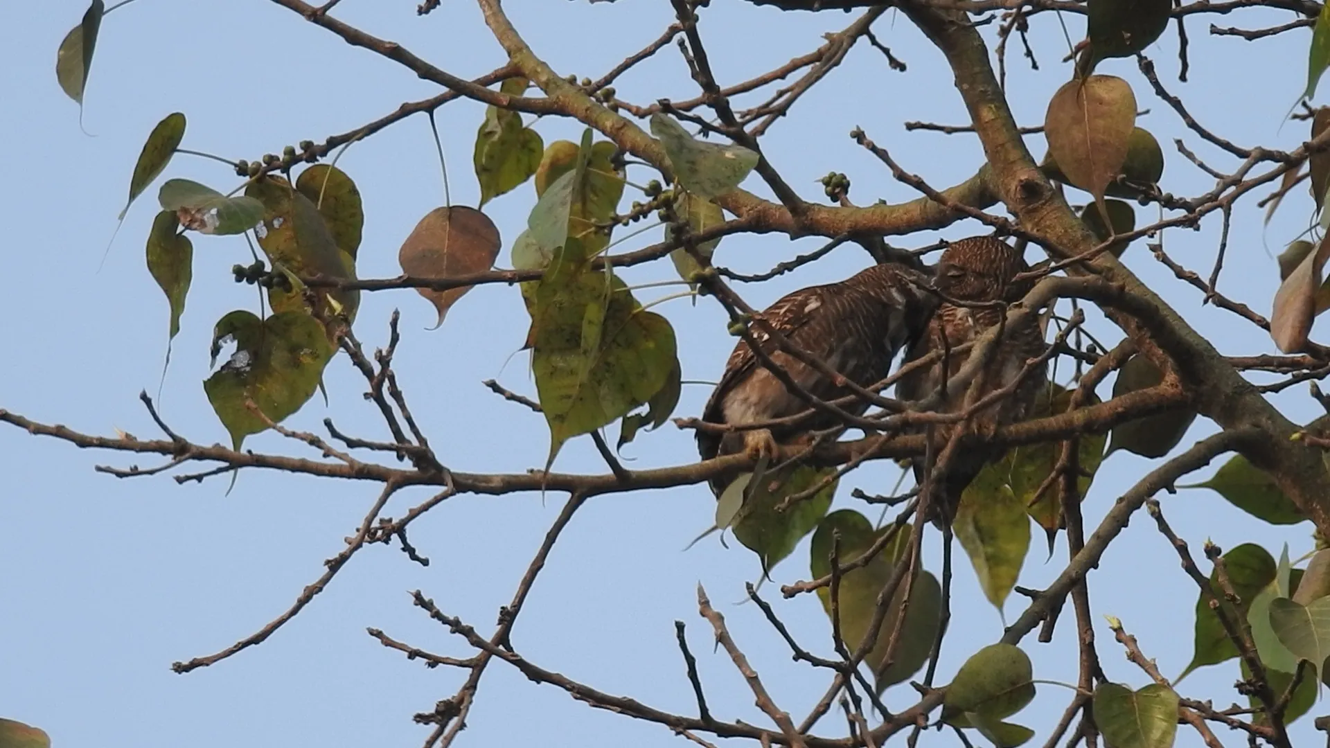 Two birds cuddled together