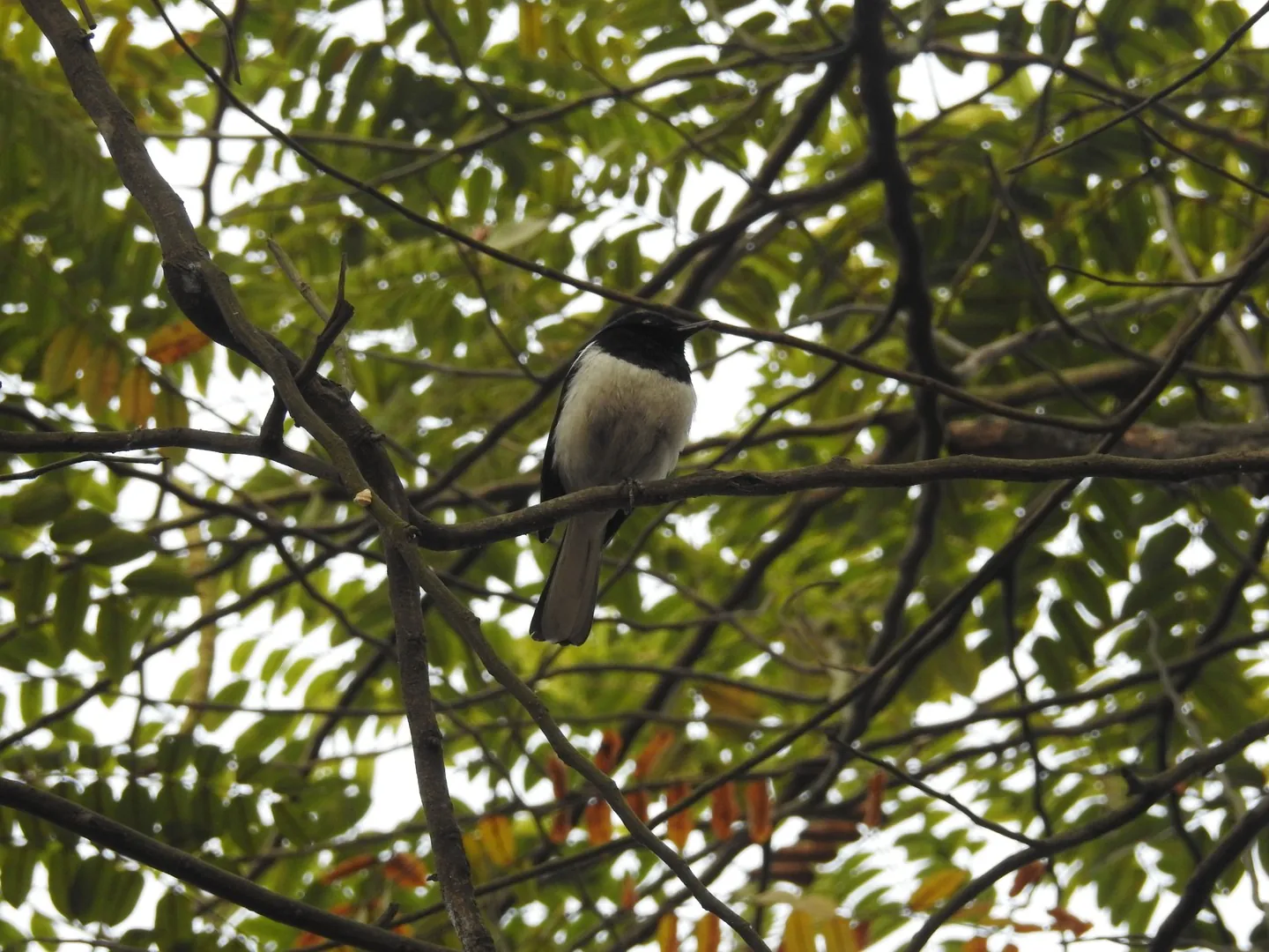 Curious bird peeking out