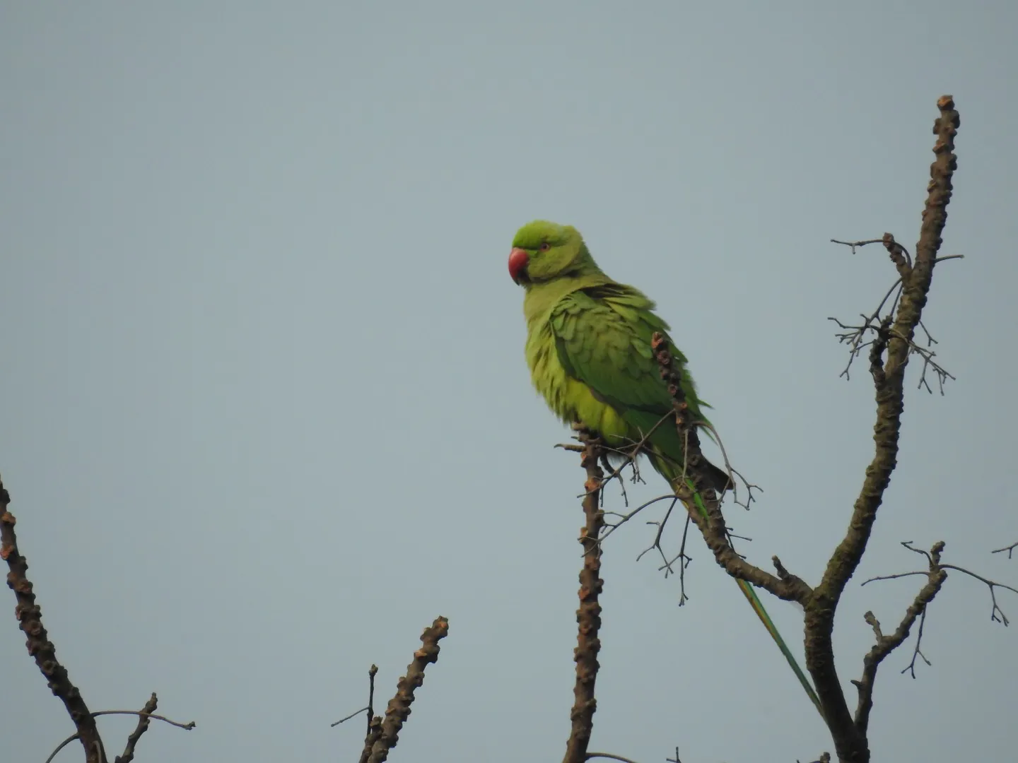 Parakeet perched atop the tree