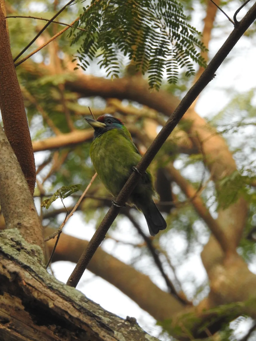 Quiet visitor resting