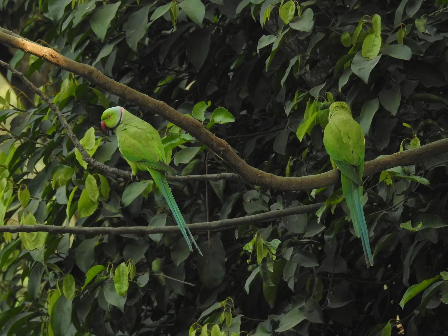 Two birds facing off