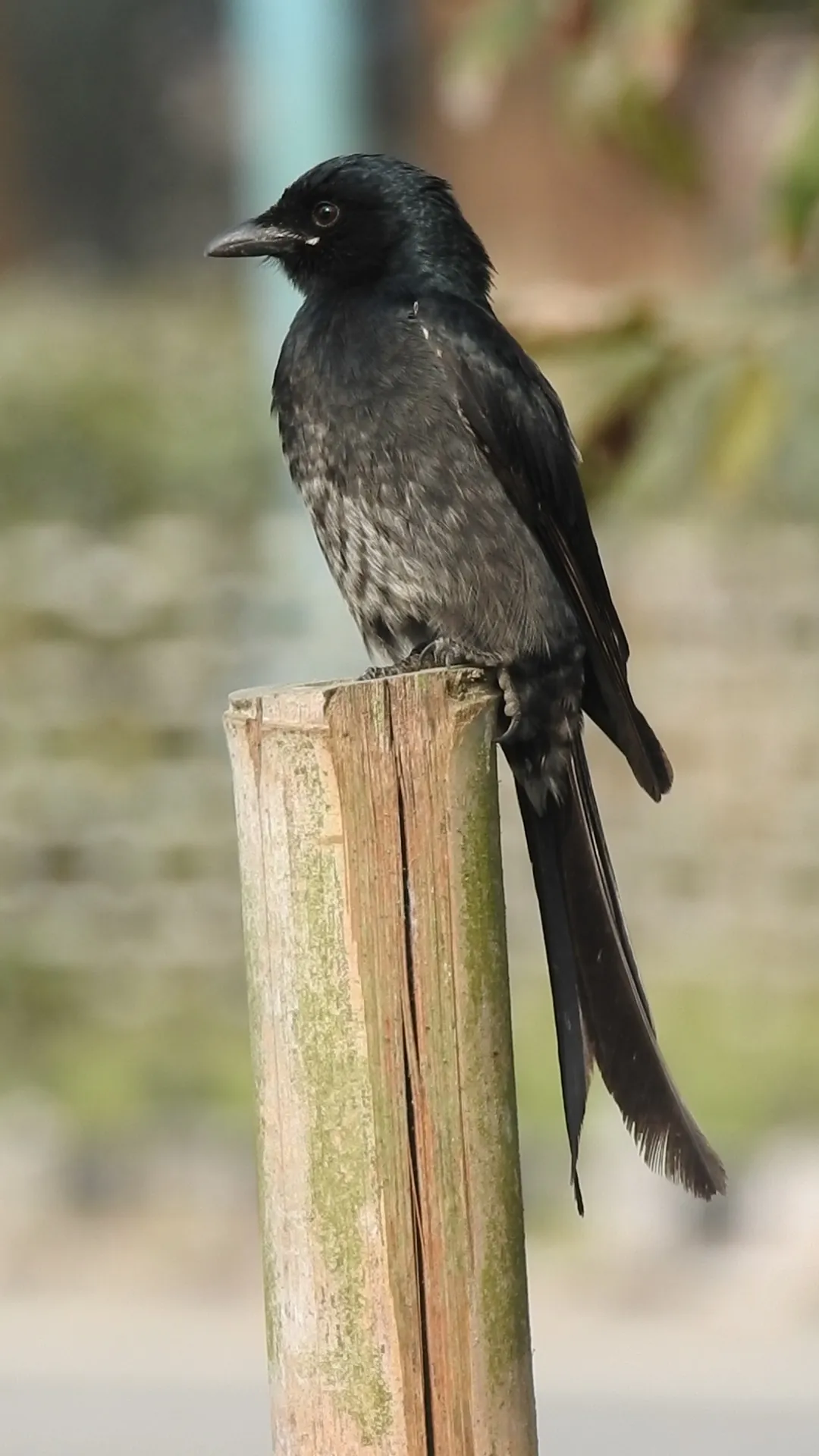 Long-tailed bird on bamboo